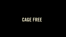 cage free chickens chiken run