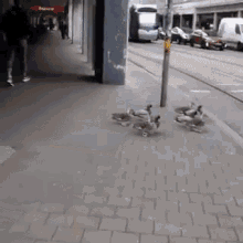 Duck Traffic GIF