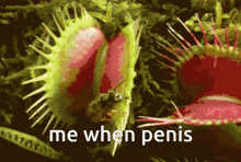 a picture of a carnivorous plant with the words me when penis below it