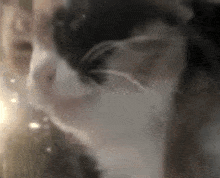 a close up of a cat 's face with smoke coming out of it 's nose
