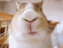 Hamster Eating GIF - Hamster Eating Chewing GIFs