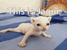 This Is Jaqui Jaq GIF