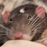 a close up of a rat 's face looking at the camera