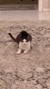 a cat is playing with a toy on a carpet .