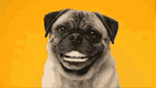 Teeth Funny Teeth GIF - Teeth Funny Teeth Pug GIFs