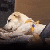 a dog is laying on a person 's lap and sleeping .
