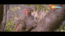 Monkey Eye Hide Dhamaal GIF - Monkey Eye Hide Dhamaal Monkey GIFs