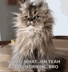 good morning funny animals insomnia cat tired crazy cute