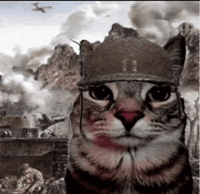 Cat War GIF