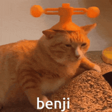 Silly Cat Orange Cat GIF - Silly Cat Orange Cat Goober GIFs