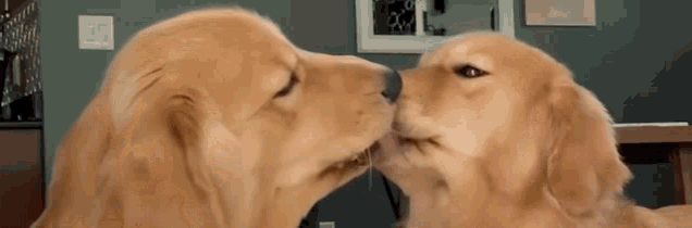 Dogs Kissing GIFs | Tenor
