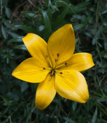Yellow Flower GIF - Yellow Flower GIFs