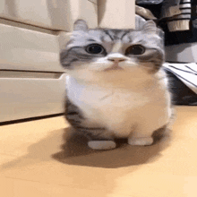 a small gray and white cat is sitting on a wooden floor looking at the camera .