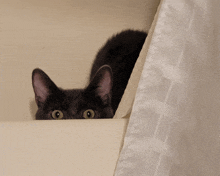 a cat peeking out from behind a white curtain