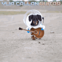 Guitar Dog Meme Dachsund GIF