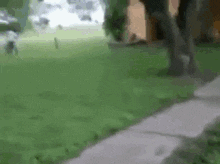 a person is walking down a sidewalk next to a tree in a yard .
