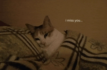 a cat laying under a blanket with the words i miss you written on the bottom