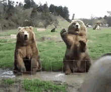 Hello Bear Friends GIF - Bear Hello Hi GIFs