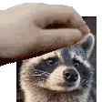 Pet Raccoon Sticker - Pet Raccoon Stickers