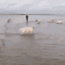 Dogs Play GIF