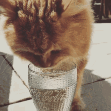 Cat Drinking Cat GIF