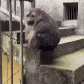 a monkey is sitting on a set of stairs with bars