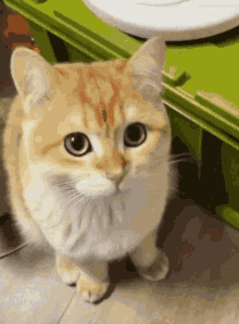 Glitchy Cat GIF - Glitchy Cat GIFs