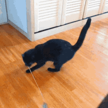Spinning Cat Cat GIF - Spinning Cat Cat GIFs