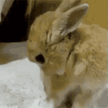 нюхать кролик нос ну-ка мило GIF