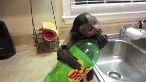 funny monkeys drinking