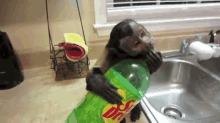 Monkey Chugs Drink! GIF