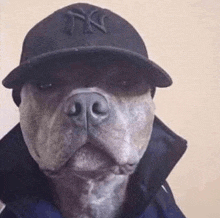 a close up of a dog wearing a hat and a jacket .