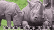 носорог люблю любовь животные мама GIF - Rhino Love Mom GIFs