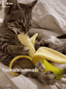 Banana Cat GIF - Banana Cat Breakfast GIFs