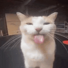a cat is sticking its tongue out and looking at the camera .