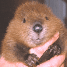 Baby Beaver Eunchae Diary GIF - Baby Beaver Beaver Eunchae Diary GIFs