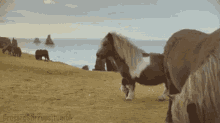 Haters Gonna Hate GIF - Pony Haters Like A Boss GIFs