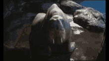 a walrus is laying on a rock in the water