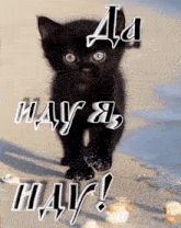 a black kitten is walking on a beach with the words may i may