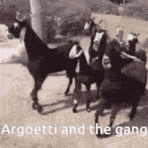 Argoetti Goatee GIF