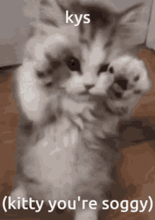 a picture of a cat with the words kys ( kitty you 're soggy )