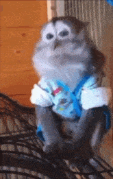 a monkey wearing a blue shirt and blue suspenders is sitting on a chair