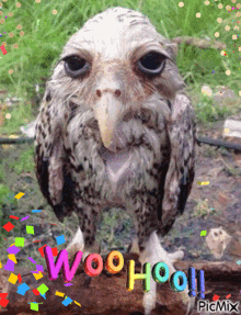 Woohoo Wet Owl GIF