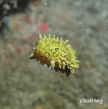 Floating Fish GIF - Floating Fish Viralhog GIFs