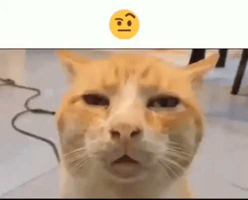 confused-cat-me-looking-for-who-asked.gif