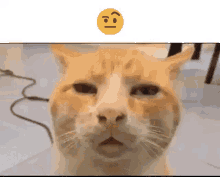 Confused Cat Me Looking For Who Asked GIF