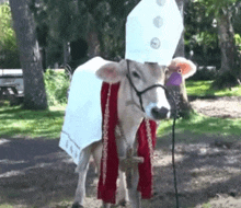 a cow wearing a bishop 's hat and a red robe