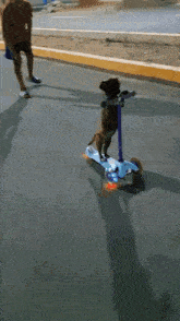 a dog is riding a blue scooter on the road