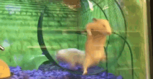 Fail Hamster GIF - Fail Hamster Life GIFs