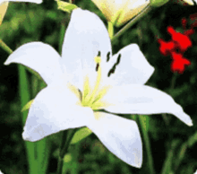 Flowers Images GIF